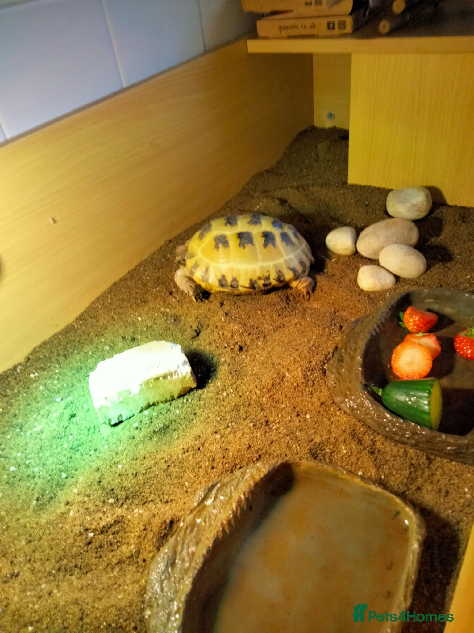 Tortoise reptiles Horsefield - Advert 1