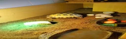 Tortoise reptiles for sale: Horsefield in Rochdale - Advert 1