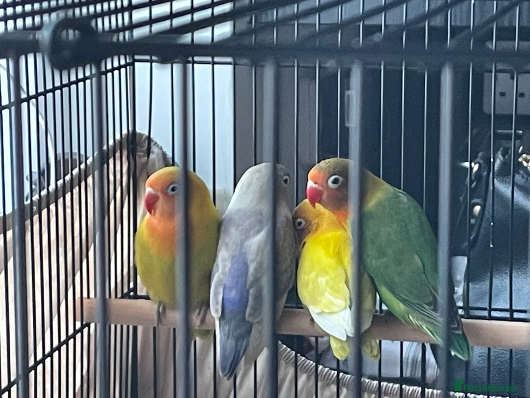 Lovebirds birds for sale: Lovebirds For Sale - Advert 2