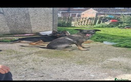 German Shepherd dogs for sale: German shepherd pups, HULL - Image 8