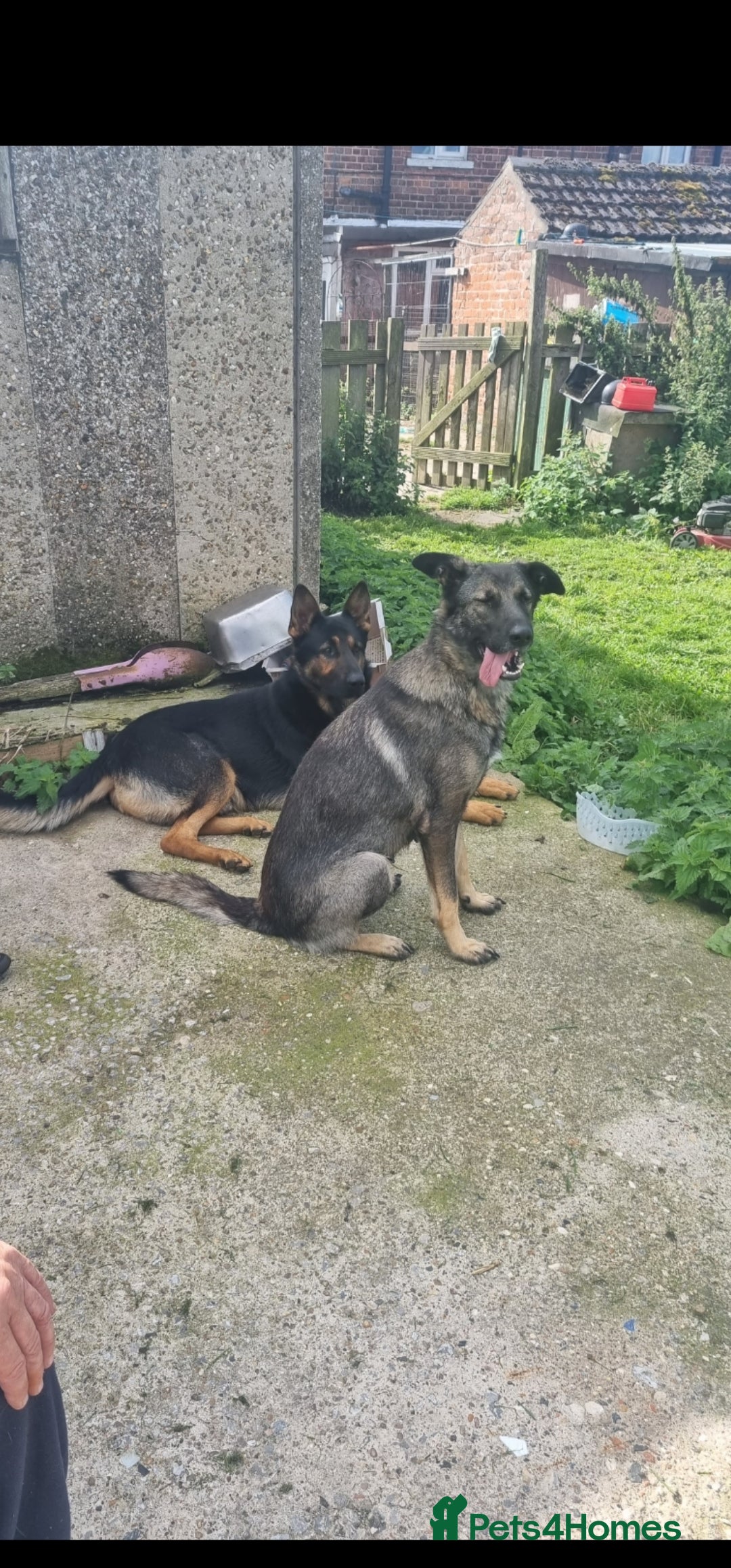German Shepherd dogs for sale: German shepherd pups, HULL - Image 8