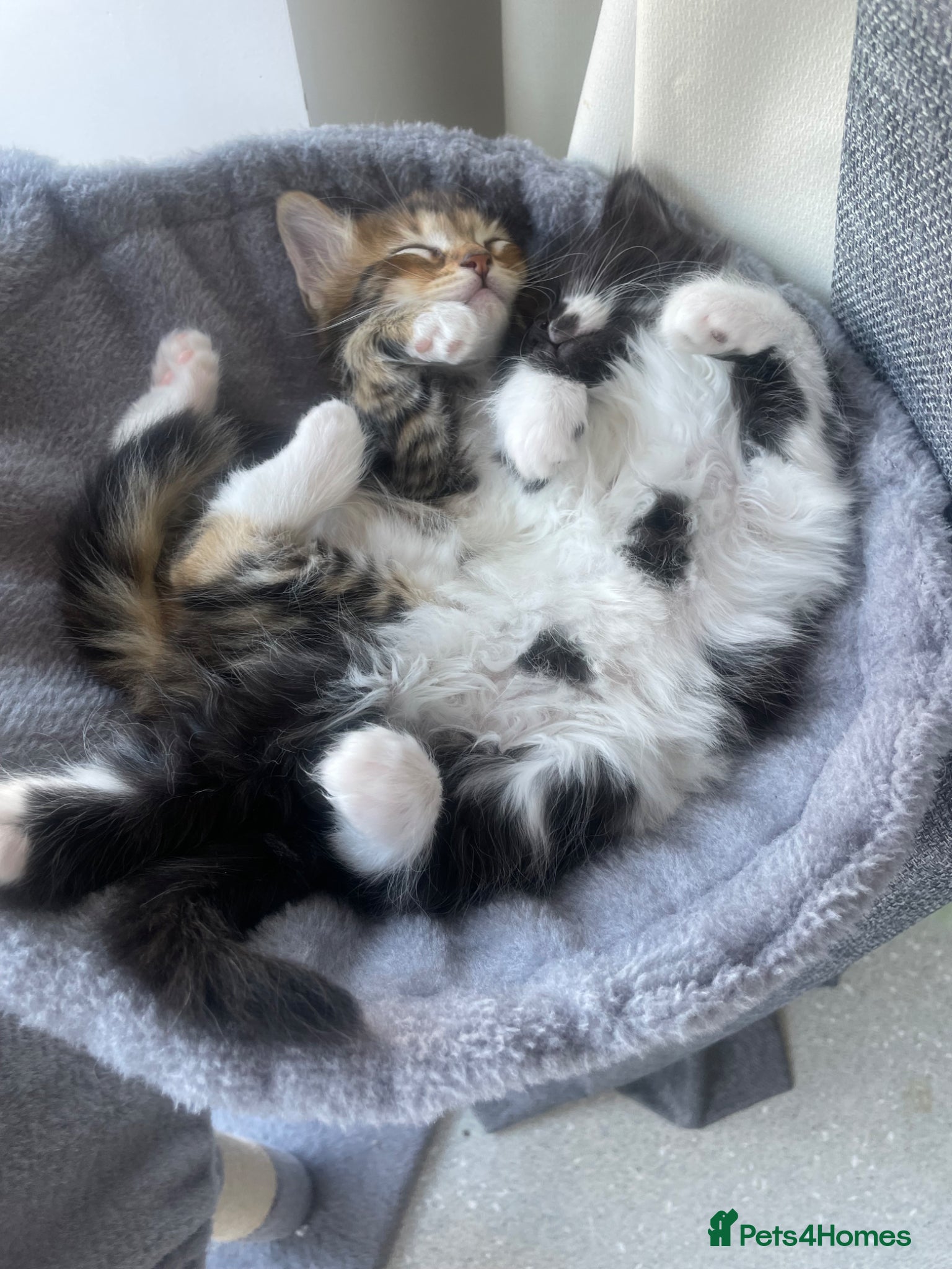 Mixed Breed cats for sale: Kittens  in Bishop's Stortford - Advert 5