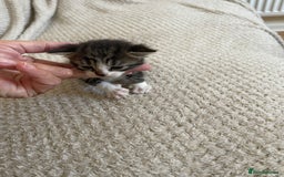 British Shorthair cats for sale: Gorgeous kittens - Image 14