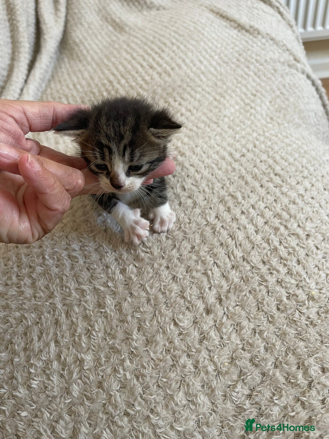British Shorthair cats for sale: Gorgeous kittens - Image 14