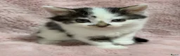 Mixed Breed cats for sale: 4 Beautiful kittens for sale  in Bracknell - Advert 10
