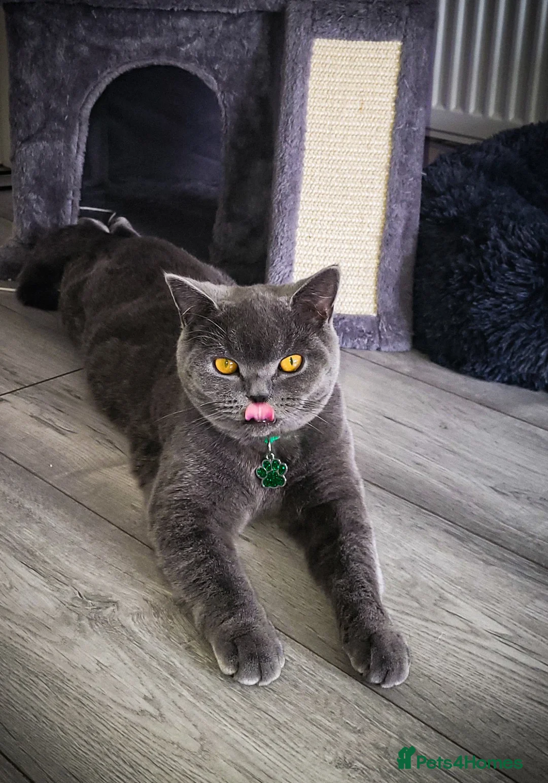 British Shorthair cats for sale: Clover - Our Blue British Short Hair - Advert 1