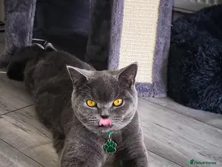 British Shorthair cats Clover - Our Blue British Short Hair - Advert 1