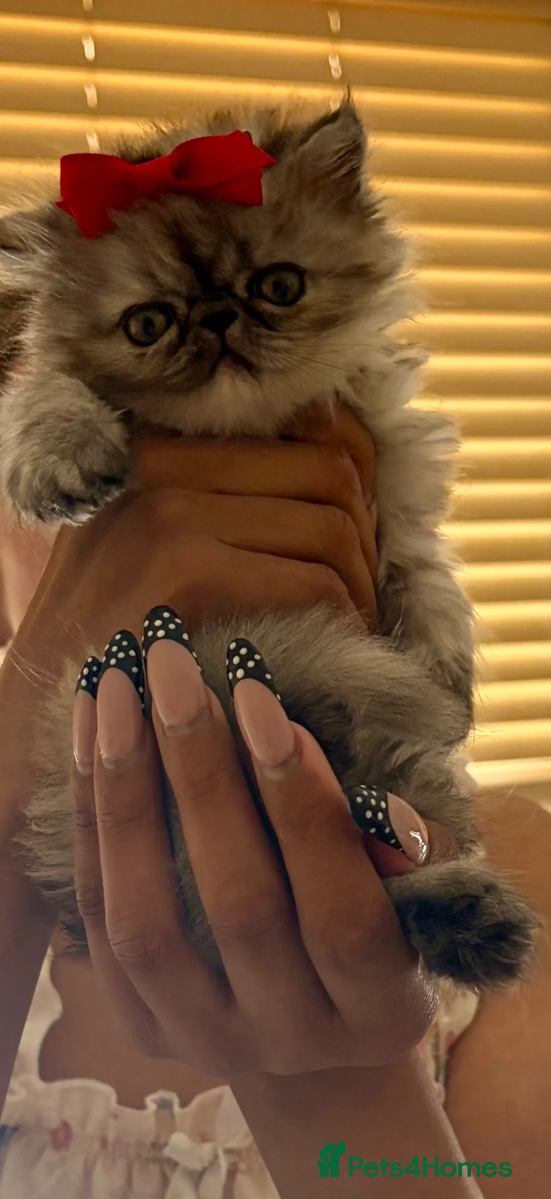 Persian cats for sale: Persian Teddy Bear kittens  - Advert 2