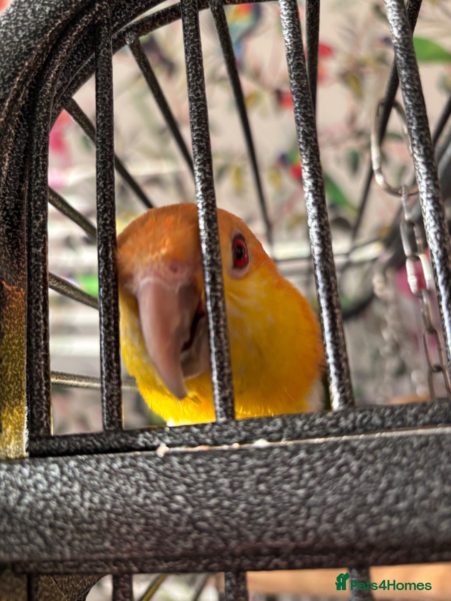 Parrots birds Yellow thighed caique-experienced home only - Advert 5