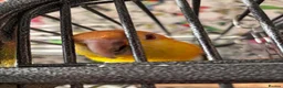 Parrots birds for sale: Yellow thighed caique-experienced home only in Stockport - Advert 1