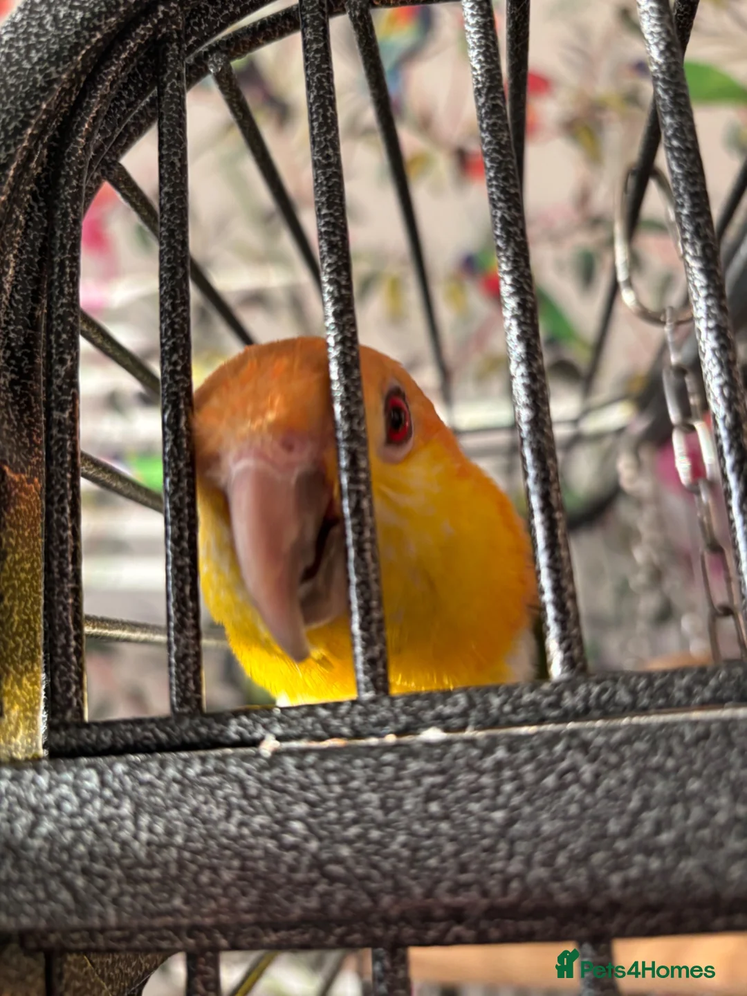 Parrots birds for sale: Yellow thighed caique-experienced home only in Stockport - Advert 1