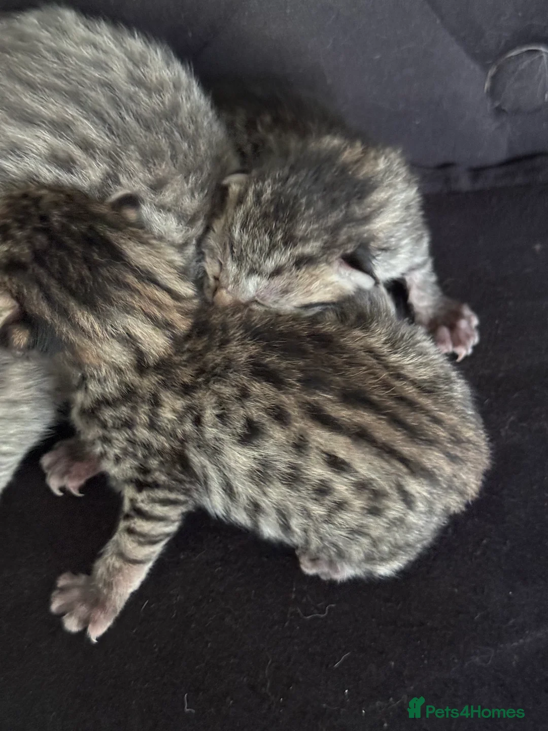 Savannah cats for sale: Striking savannah kittens silver & black/gold - Advert 19