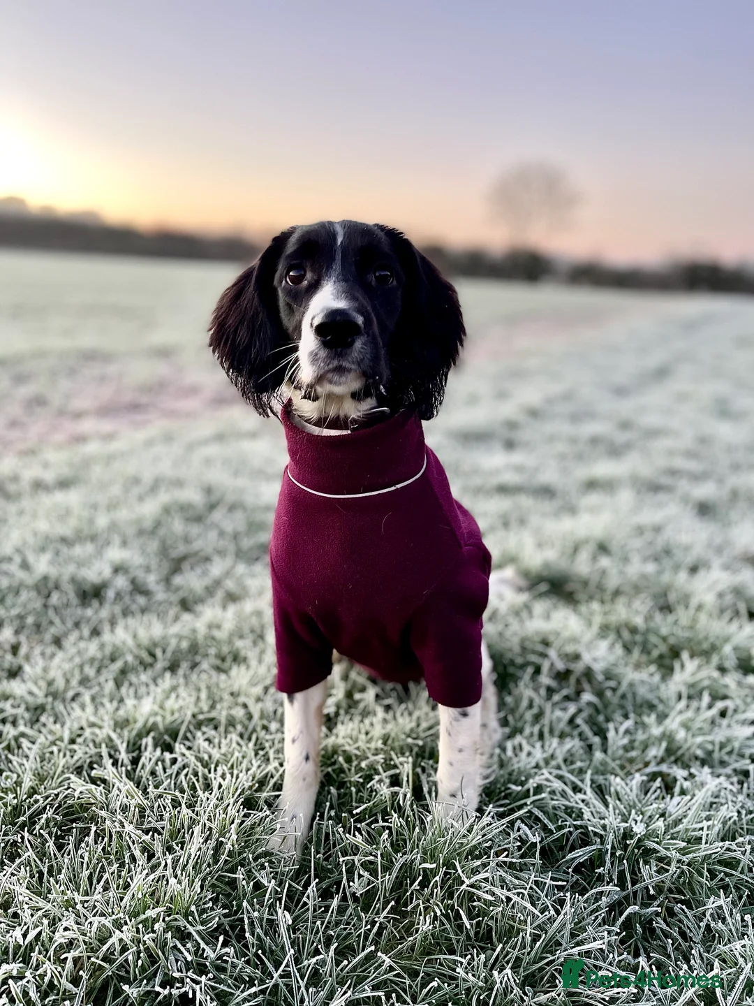 English Springer Spaniel dogs for sale: Gorgeous Working Springer Spaniel Pups! - Advert 20