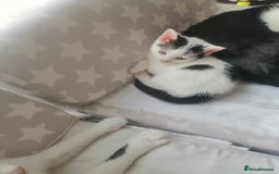 British Shorthair cats for sale: White and black female and male cats - Image 16