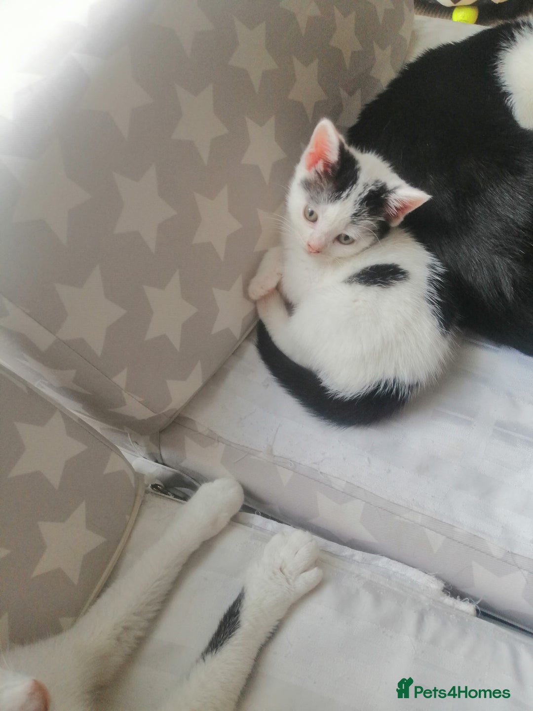 British Shorthair cats for sale: White and black female and male cats - Image 16