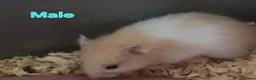 Hamster rodents for sale: hamsters  in Nottingham - Advert 3