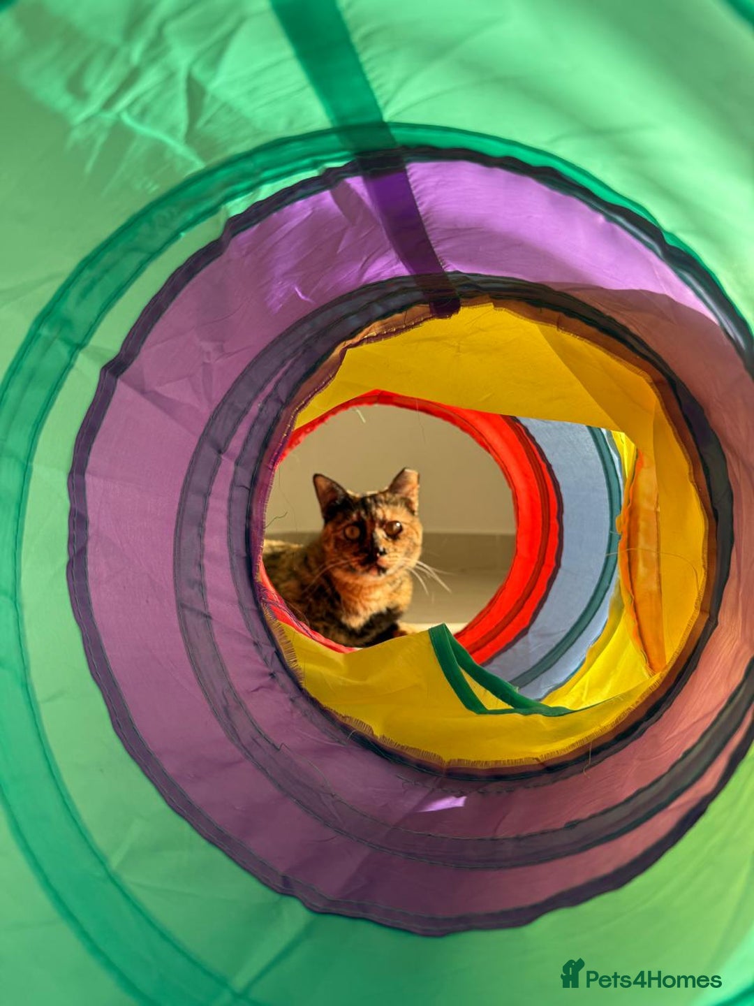 Mixed Breed cats for adoption: LOTTI - TORTOISHELL GIRL VERY AFFECTIONATE SPAYED - Advert 5