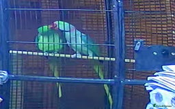 Parrots birds for sale: Alexanderine proven pair beautiful large  - Image 9