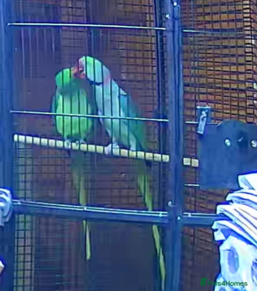 Parrots birds for sale: Alexanderine proven pair beautiful large  - Image 9