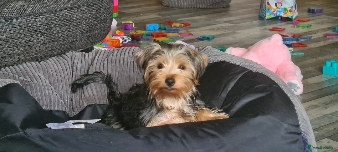 Yorkshire Terrier dogs for sale: Beautiful natured Yorkshire Terrier - Image 10