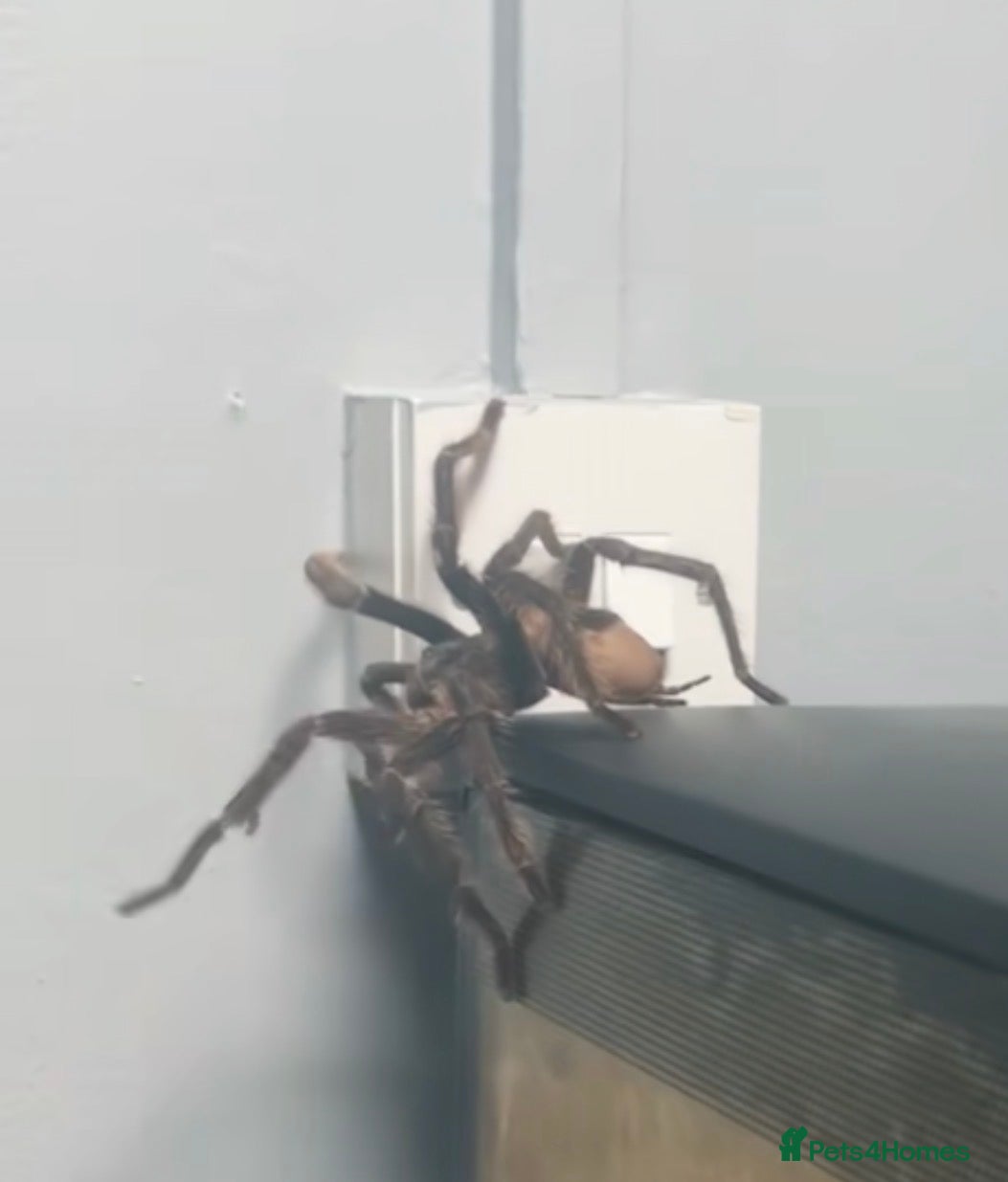 Tarantulas invertebrates for sale: Brazilian Salmon Pink Bird eater - Advert 6