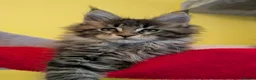 Maine Coon cats for sale: TICA Registered Maine Coon Kittens  - Advert 11
