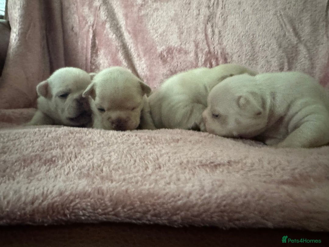 French Bulldog dogs for sale: ⚡️🐾 4 adorable French bulldog puppies 🐾⚡️ - Image 5