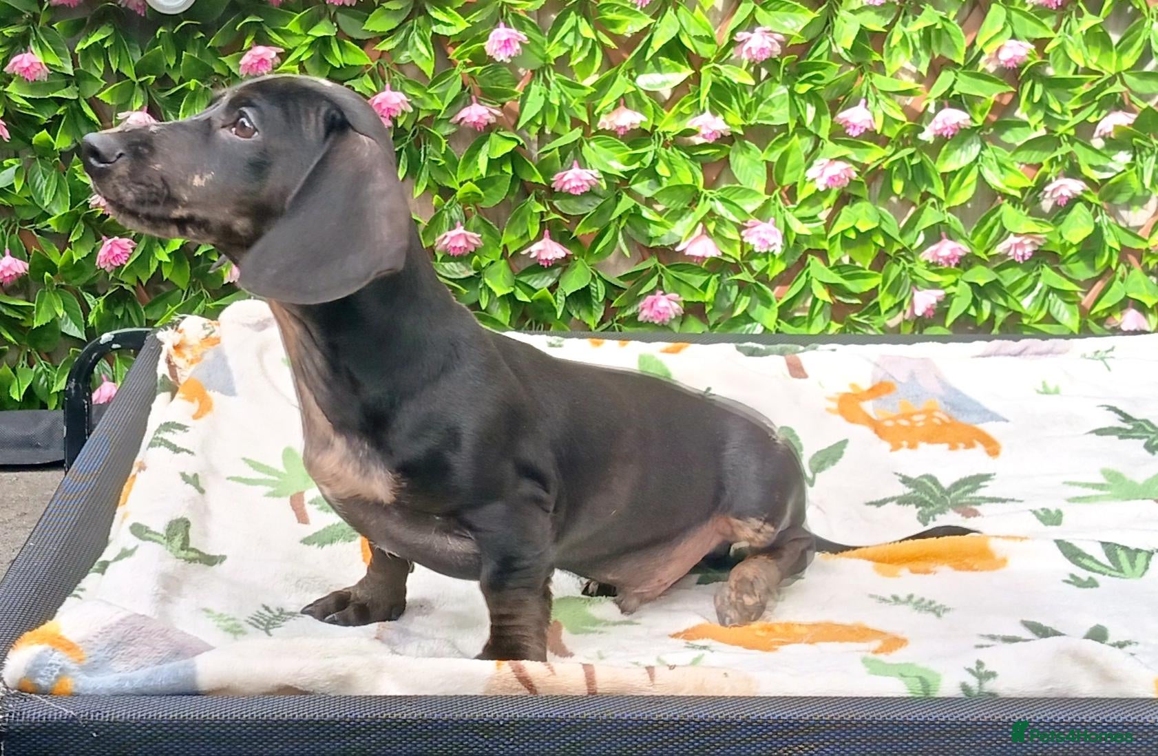 Dachshund dogs FULLY VAX READY NOW QUAILTY MINI KC Reg PRA CLEAR  - Advert 1