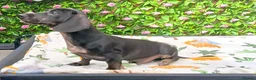 Dachshund dogs for sale: HUGO FULLY VAX  QUAILTY MINI KC Reg PRA CLEAR  - Advert 1