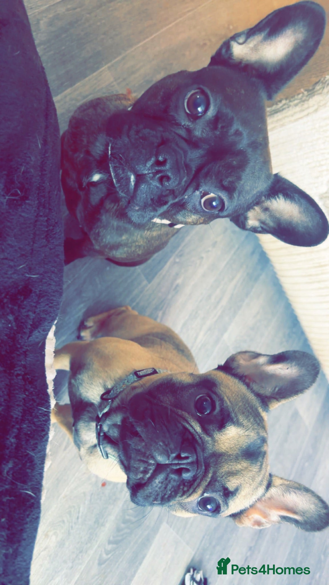 French Bulldog dogs Male fawn French bulldog  - Advert 16