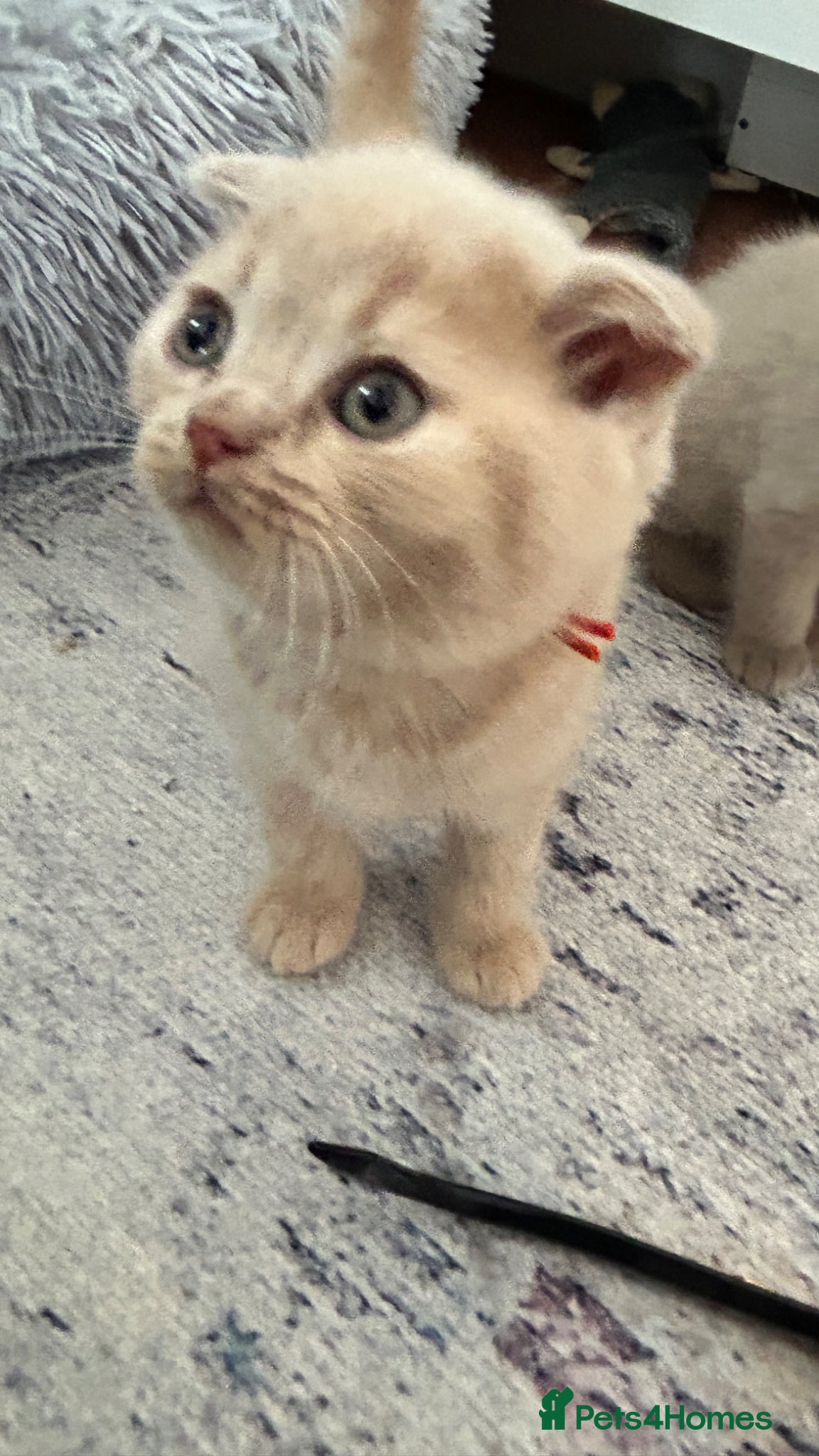 Scottish Fold cats Six Stunning Scottish Fold Kittens  - Advert 2