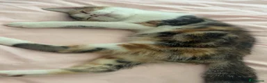 Mixed Breed 4
