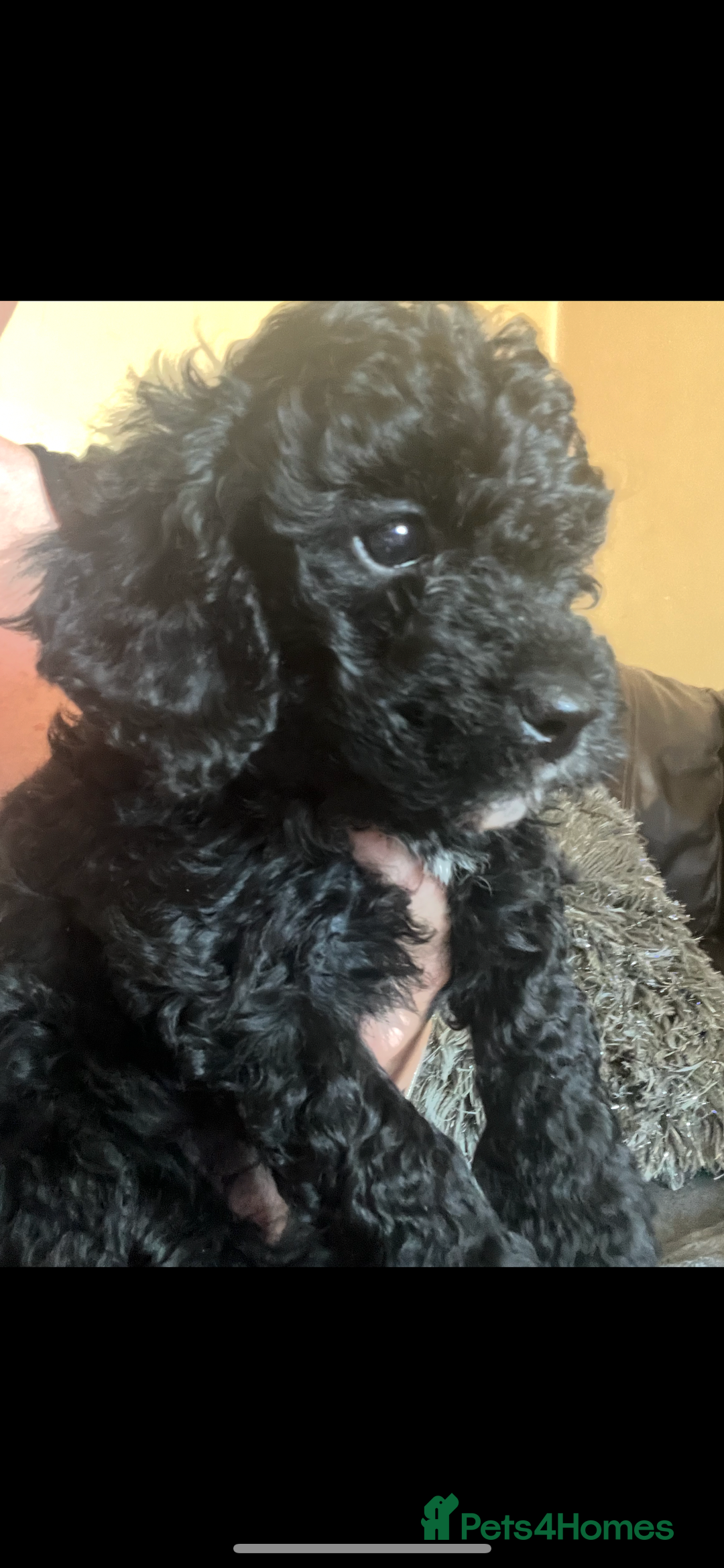 Poochon dogs for sale: 1 poochon girl available ready to leave  - Image 1