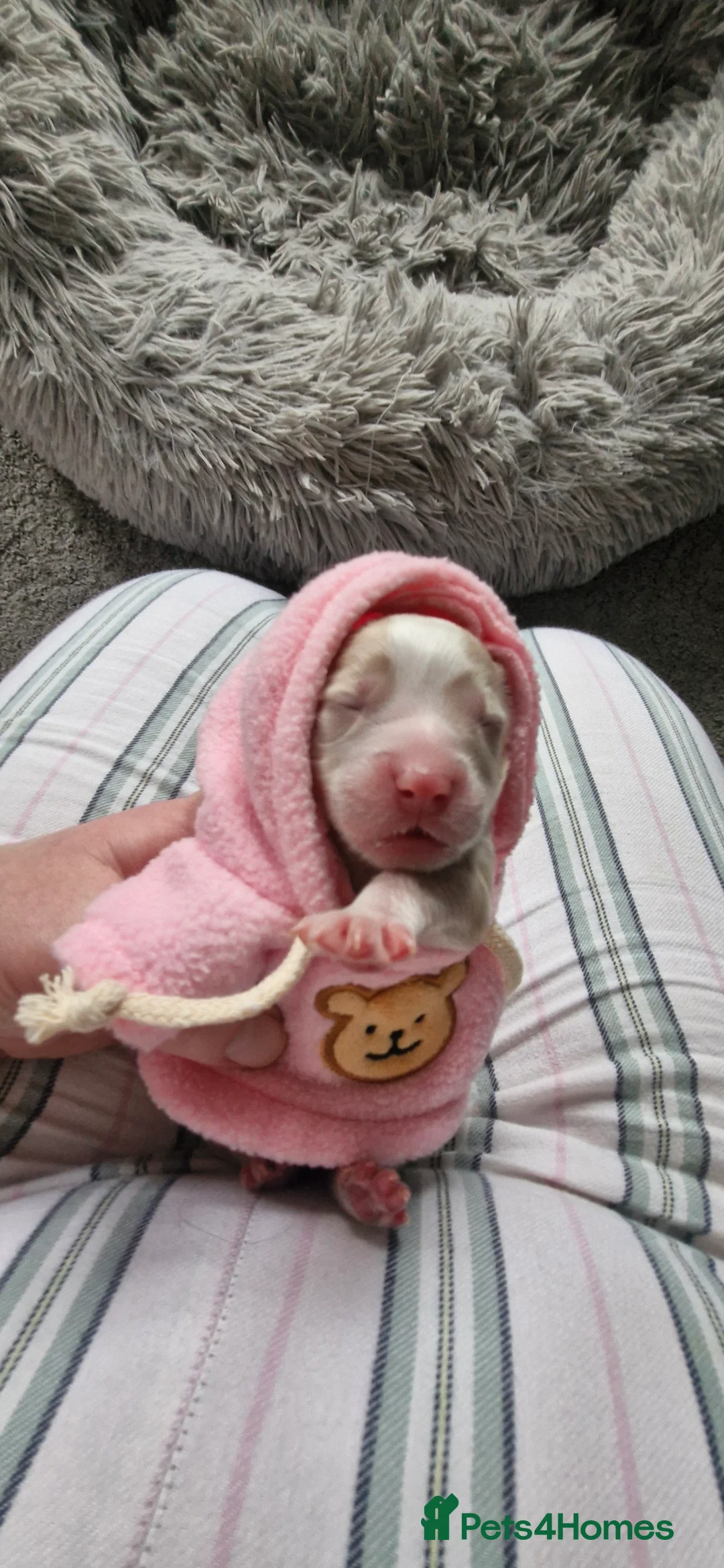 Mixed Breed dogs for sale: Stunning cavapoo x cockapoo litter just born! - Advert 6