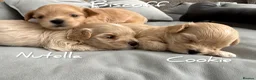 Maltipoo dogs for sale: Tiny Teddy Maltipoo- from Asian teddy dad! - Advert 10