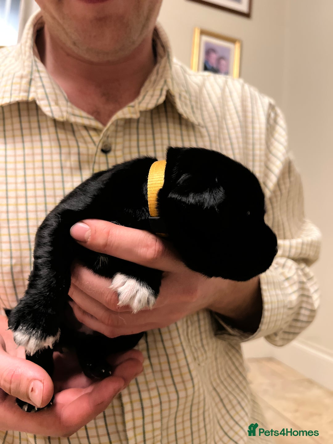 Springador dogs for sale: Springador Puppies for Sale  - Image 10