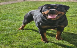 Rottweiler dogs for sale: Rottweiler  - Image 8