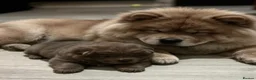 Chow Chow dogs for sale: Chow chow puppy in Stoke-on-Trent - Advert 2