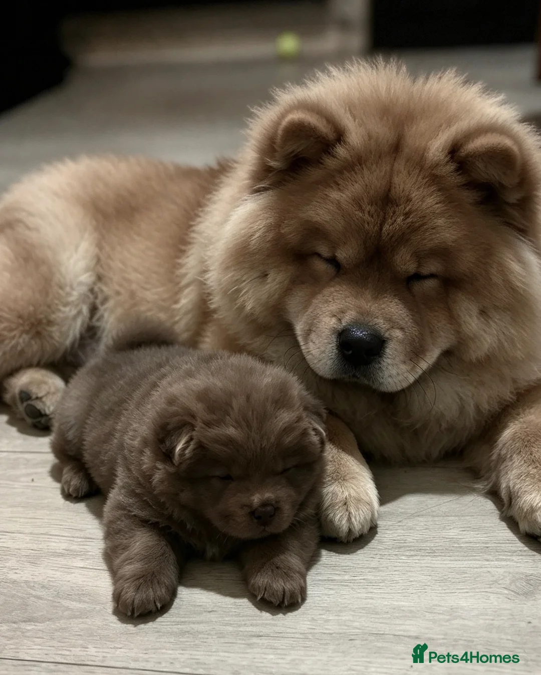 Chow Chow dogs for sale: Chow chow puppy in Stoke-on-Trent - Advert 2