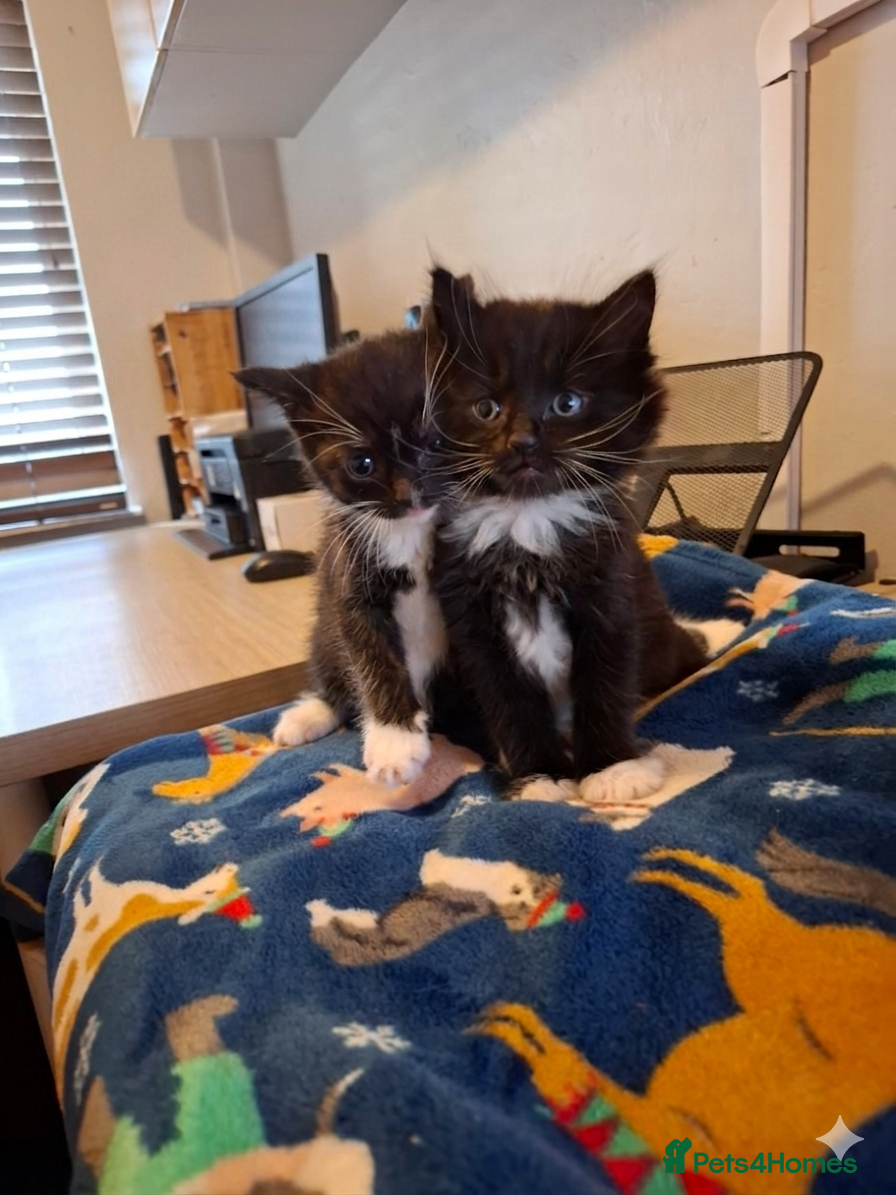 Mixed Breed cats Cookies kittens  - Advert 1