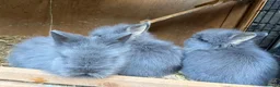 Lionhead rabbits for sale: Fluffy double mane lion head rabbits for sale  - Advert 4