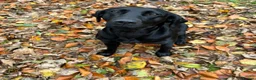 Labrador Retriever dogs for sale: KC LABRADOR PUPPIES - Advert 13