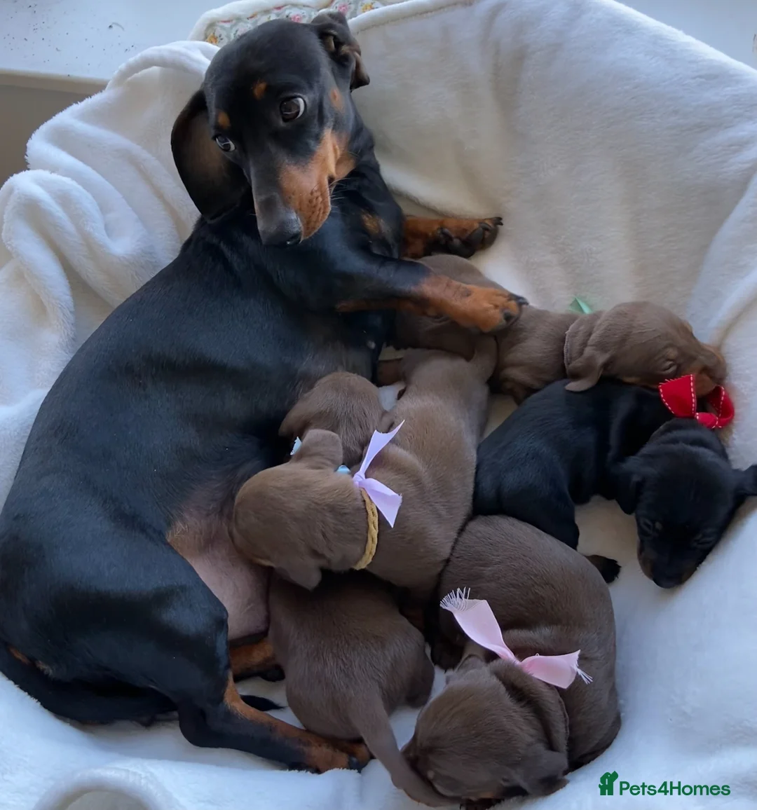 Miniature Dachshund dogs for sale: Miniature Dachshund Puppies  in Spalding - Advert 1