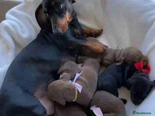 Miniature Dachshund dogs Miniature Dachshund Puppies - Advert 11