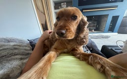 Cocker Spaniel dogs for sale: Meet Daisy – looking for her forever home❤️ - Advert 8