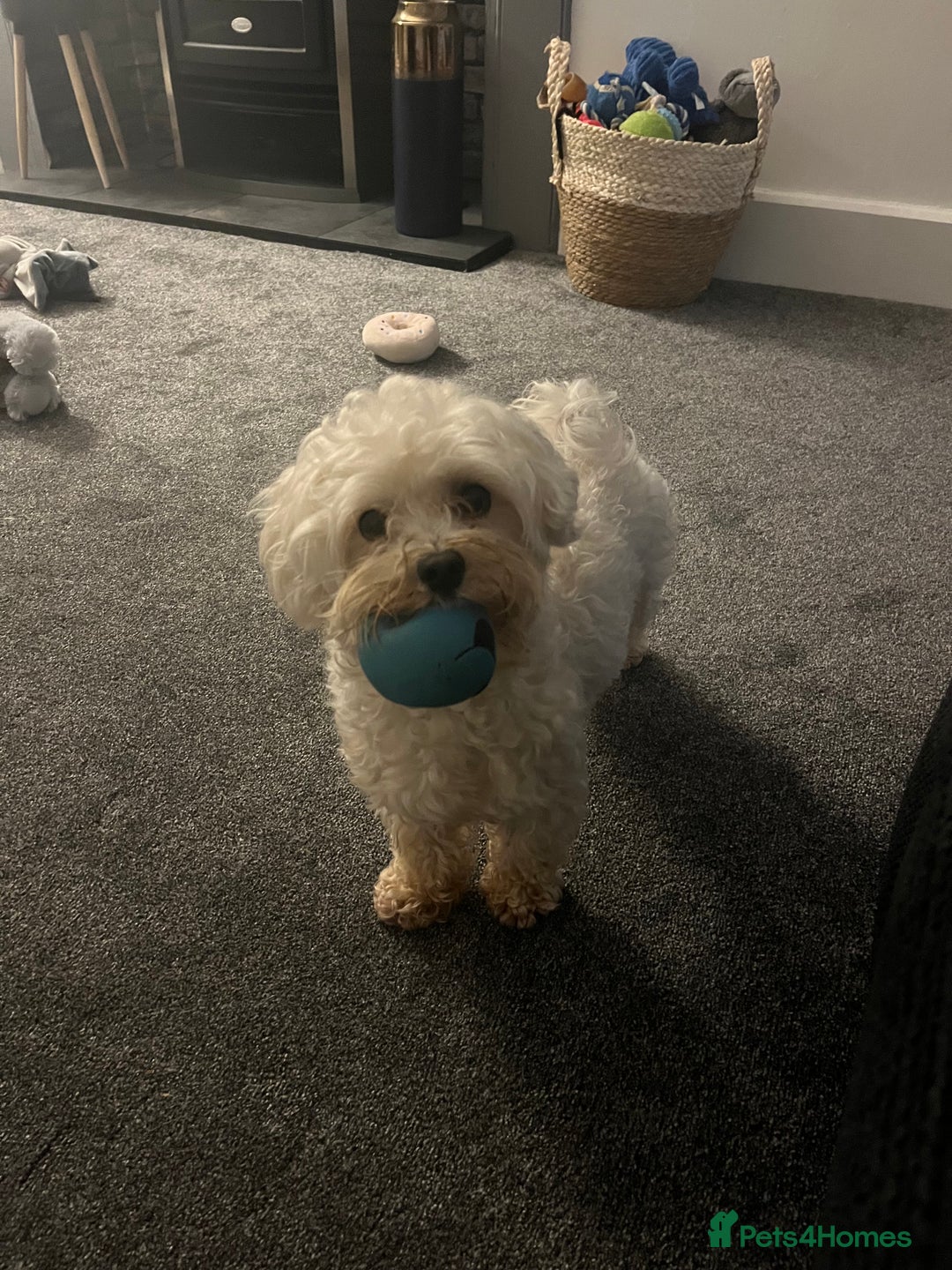 Maltipoo dogs for stud: Small Maltipoo Stud  - Image 4