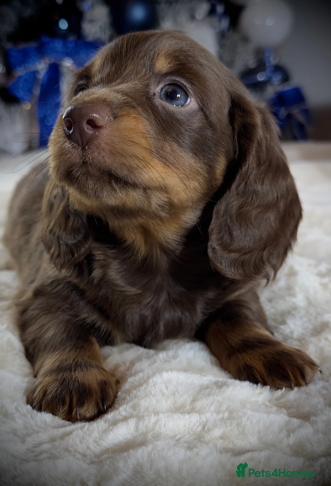 Miniature Dachshund dogs for sale: Long Hair Dachshund miniature Dapple - Advert 21