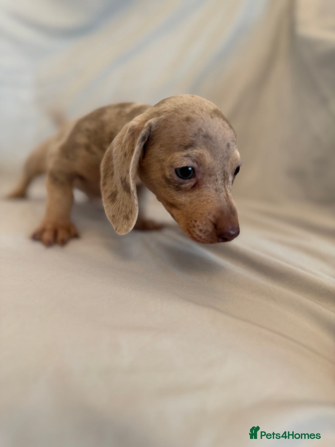 Dachshund dogs for sale: Miniature dachshund Puppies for sale  - Advert 6