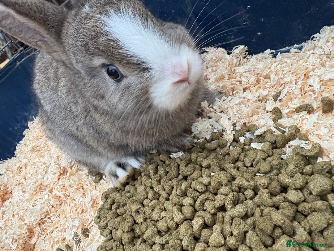 Mixed Breed rabbits for sale: Mixed breed rabbits ready now - Advert 10