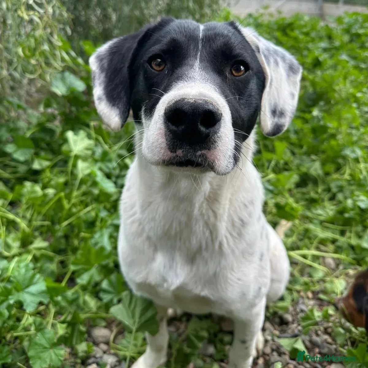 Mixed Breed dogs Fisher - Advert 1